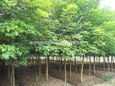 重陽木 價(jià)格、產(chǎn)地、圖片及綠化應(yīng)用詳解