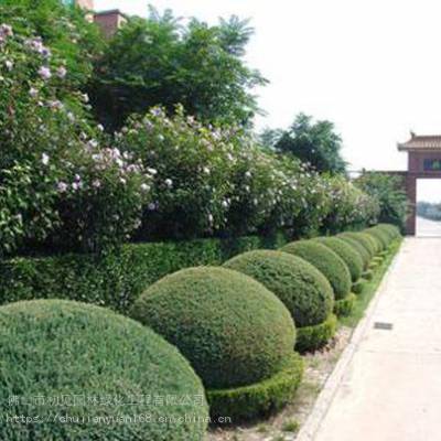 佛山地區專業綠化服務 草坪鋪裝、園林養護與綠化工程