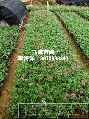 湖南綠化工程小苗景觀工程的發展與價值