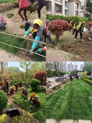 嶗山區(qū)物業(yè)服務(wù)品質(zhì)提升行動(dòng) 綠化提升篇——景觀工程