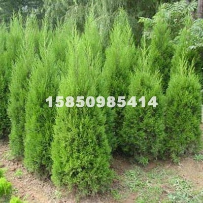 江蘇夢福園林綠化工程 專業供應各類綠化苗木、花卉盆景與果樹