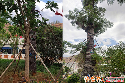 三伏天綠化工程的應對策略及移栽難題解決方案