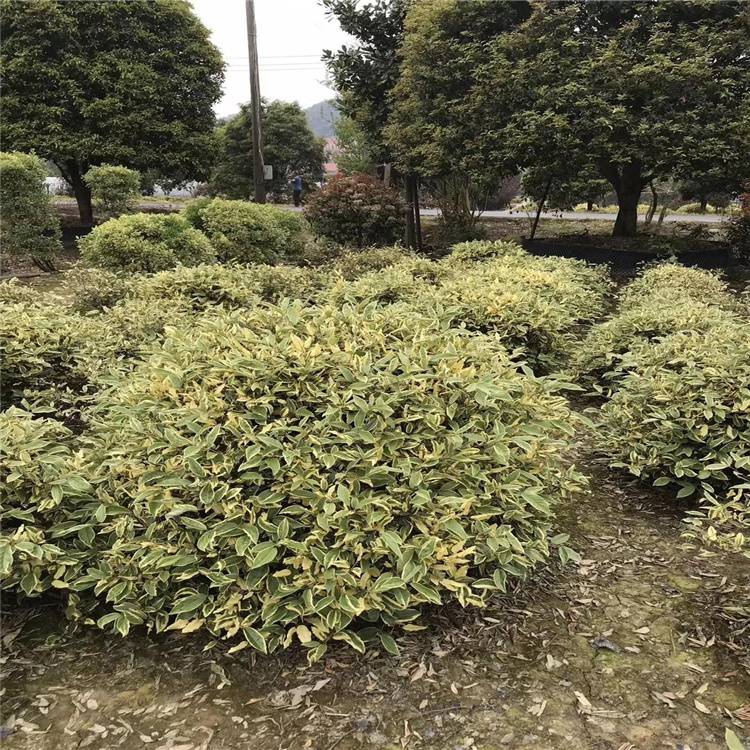 金邊胡頹子球 優質苗木助力園林綠化工程