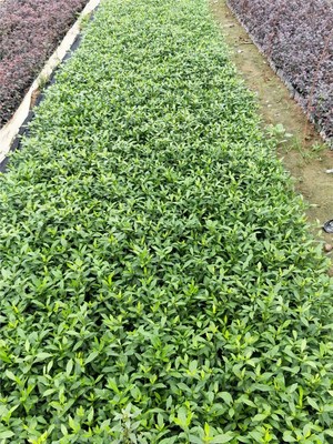 南方綠化工程優選 小葉梔子花的景觀價值與種植優勢