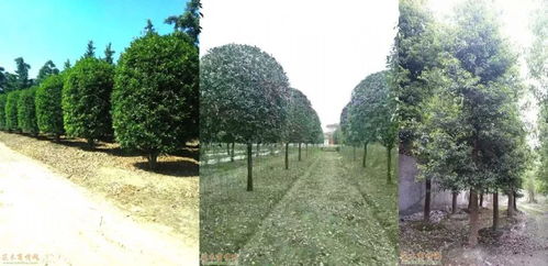 倒計(jì)時(shí)4天 十強(qiáng)花落誰家？綠化工程揭曉在即