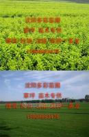 打造城市綠肺 營(yíng)口草坪與鲅魚圈綠化苗木在景觀工程中的綜合應(yīng)用