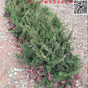 工程綠化優(yōu)選 地柏/爬地柏/鋪地柏直銷，批發(fā)價(jià)格從優(yōu)